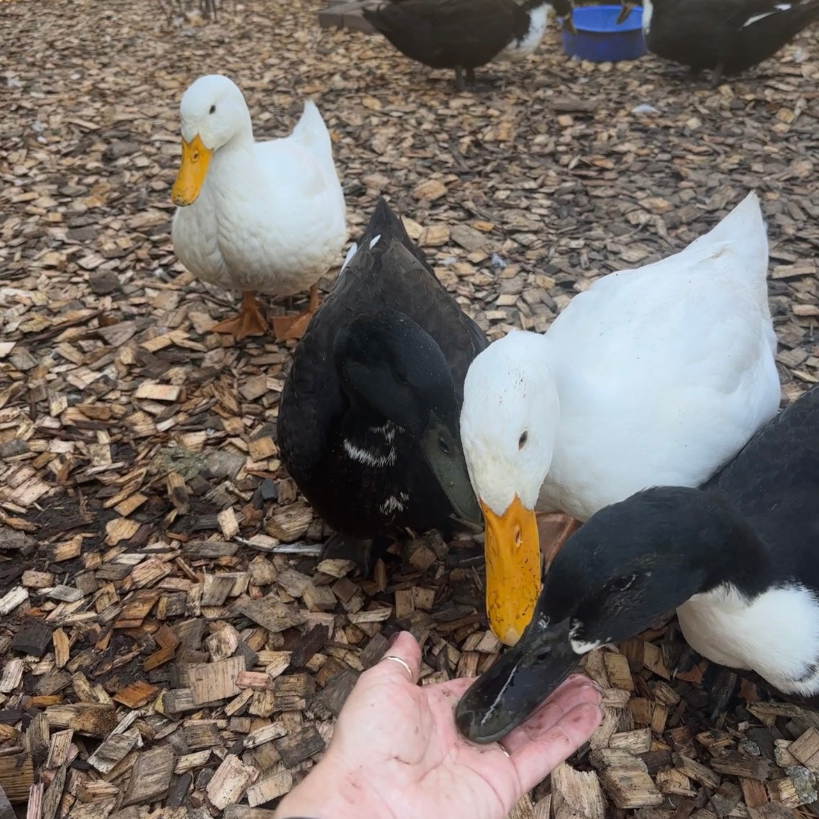 Ducklings - Pekin/Cayuga Mix