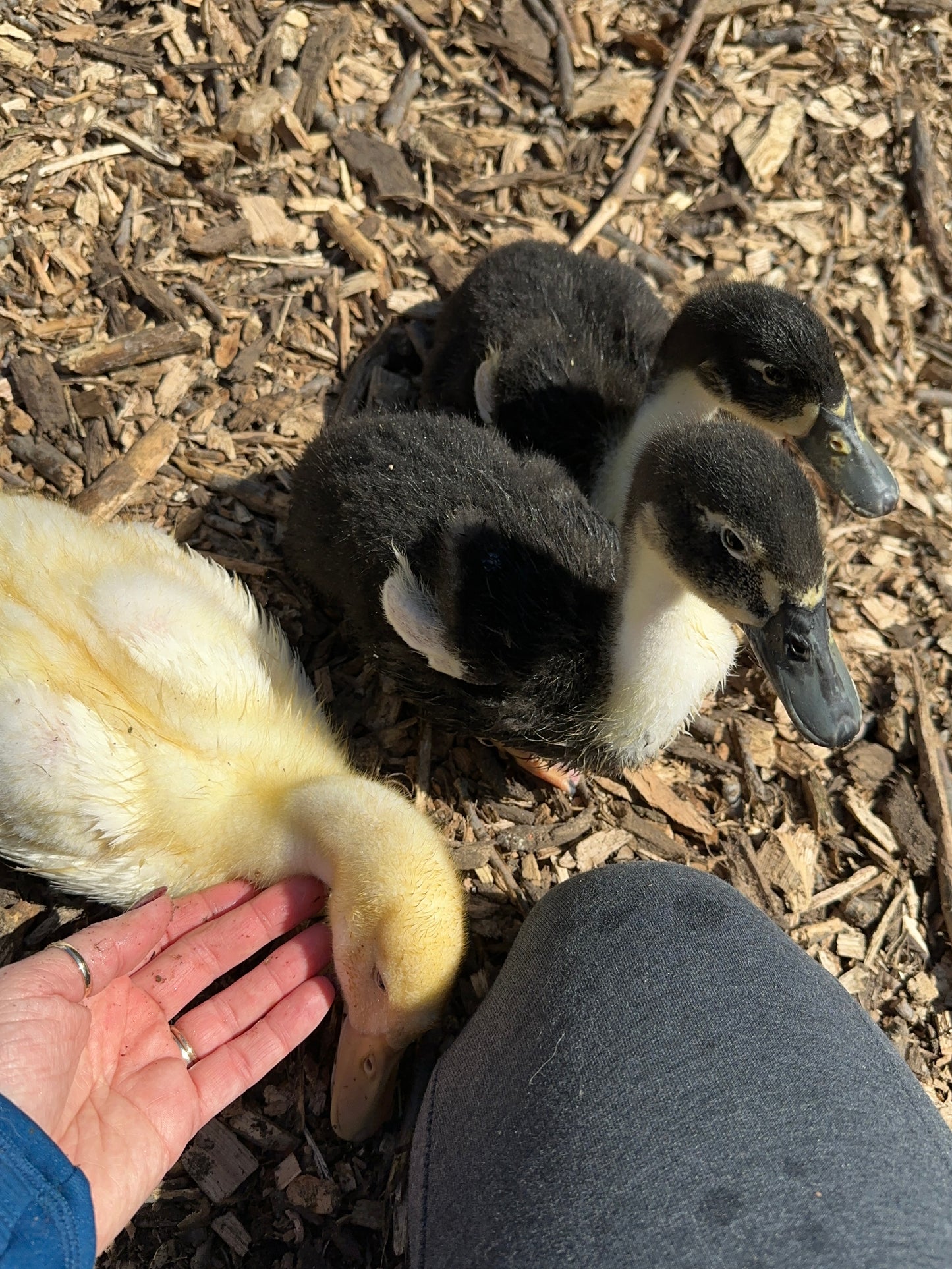 Ducklings - Pekin/Cayuga Mix (due to hatch August 1st)