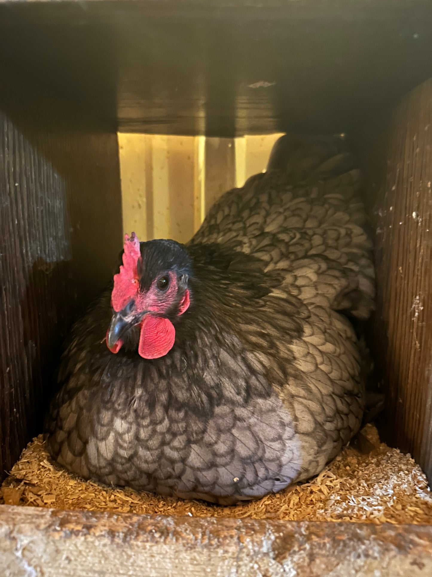 Chicken Eggs, 1 dozen - Farm To Table, Pasture Raised