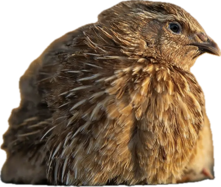 Hatching Eggs - Jumbo Egyptian Coturnix Quail, 1 dozen