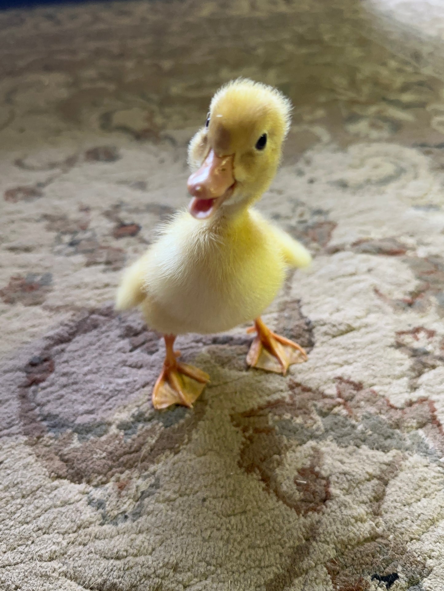 Ducklings - Pekin/Cayuga Mix (due to hatch August 1st)