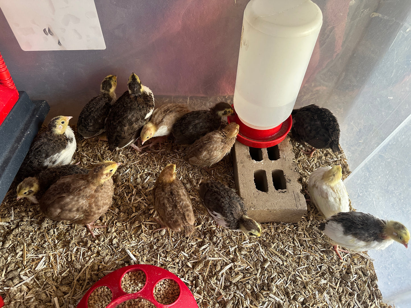 Celadon (TRUE BLUE) Coturnix Quail - Assorted Patterns & Fertilized Eggs