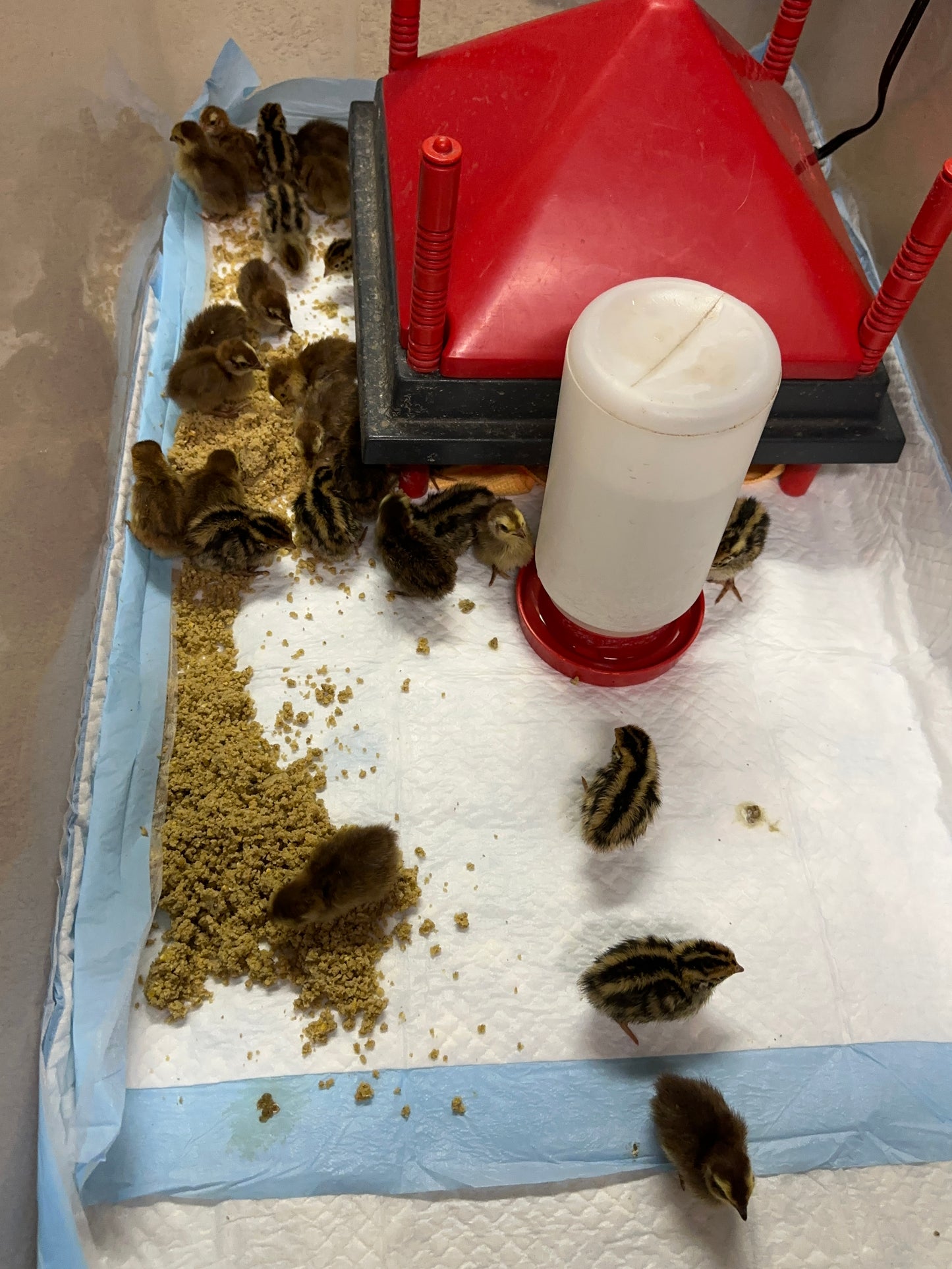 Hatching Eggs - Jumbo Egyptian Coturnix Quail, 1 dozen