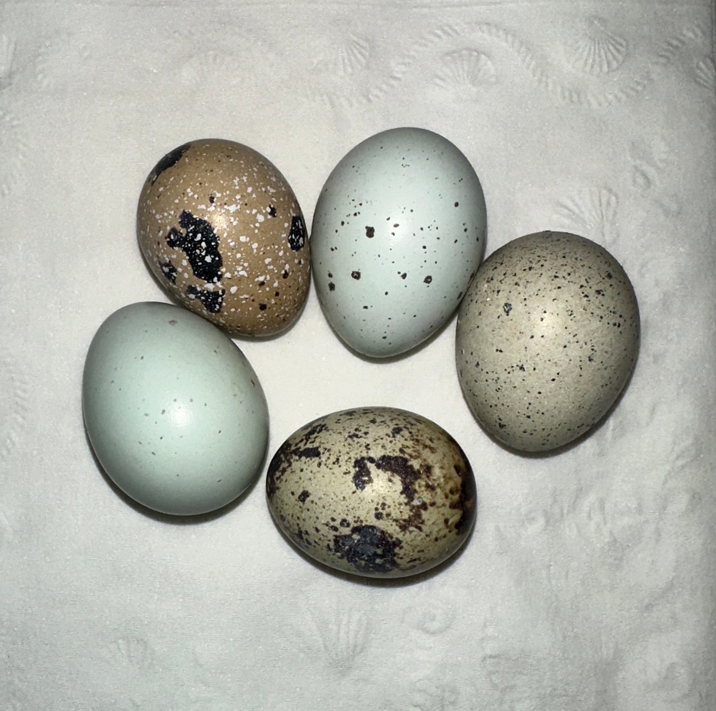 Quail Eggs, 1.5 Dozen - Farm To Table