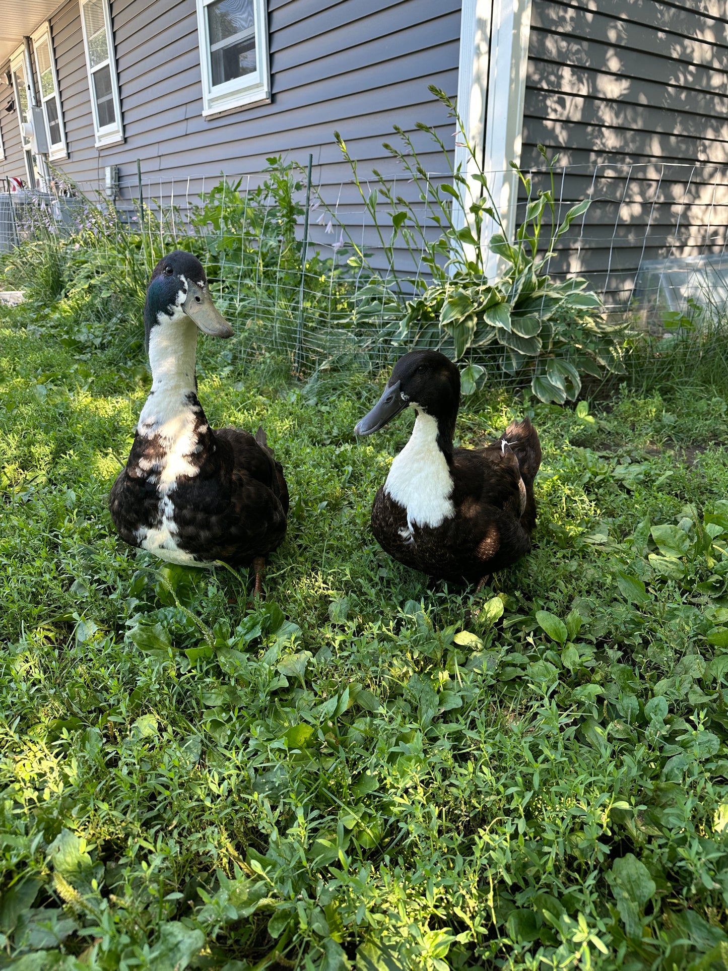 Ducklings - Pekin/Cayuga Mix