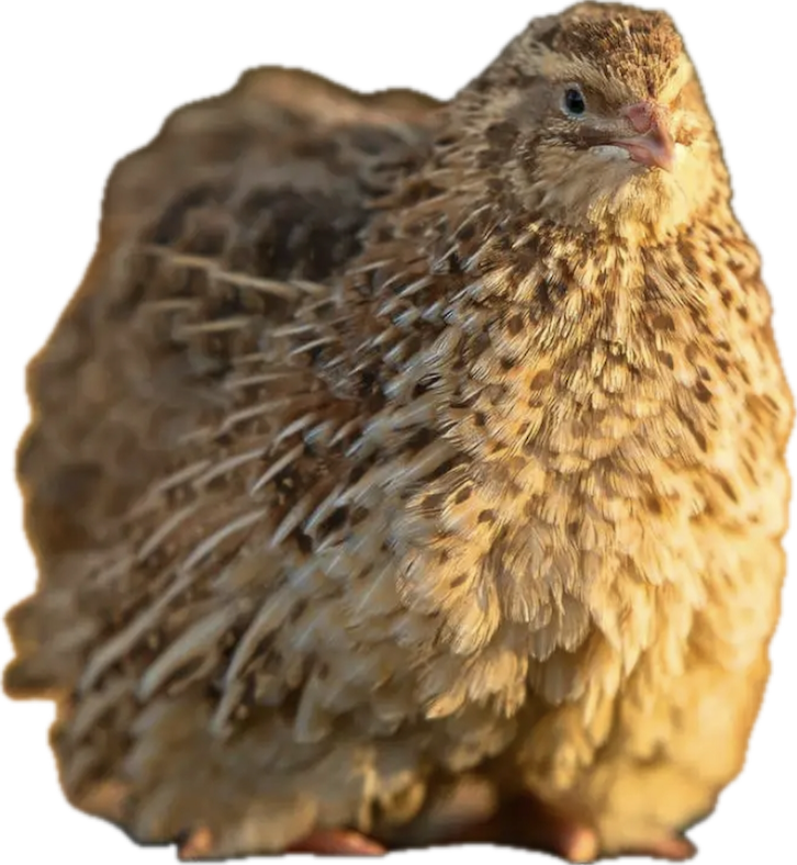 Hatching Eggs - Jumbo Egyptian Coturnix Quail, 1 dozen