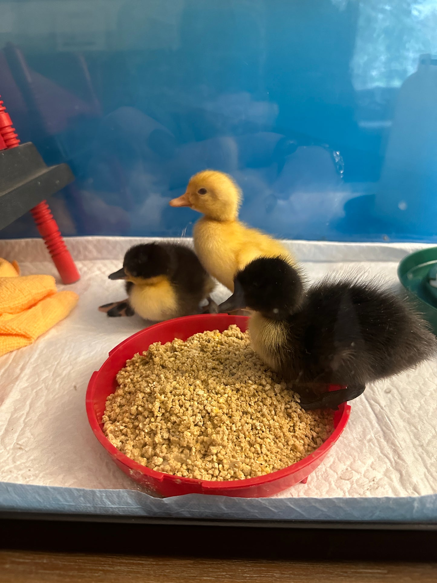 Ducklings - Pekin/Cayuga Mix (due to hatch August 1st)