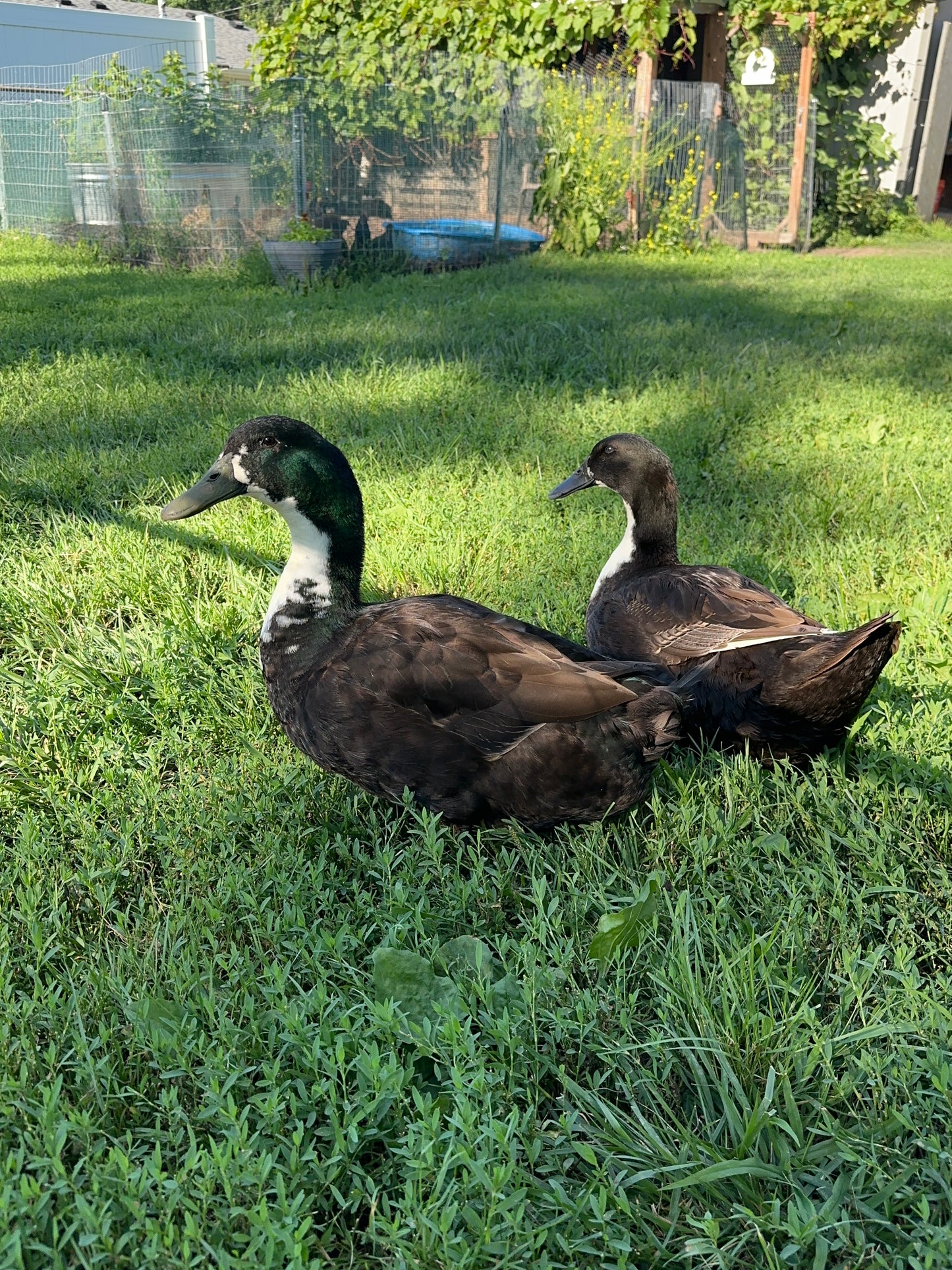 Ducklings - Pekin/Cayuga Mix