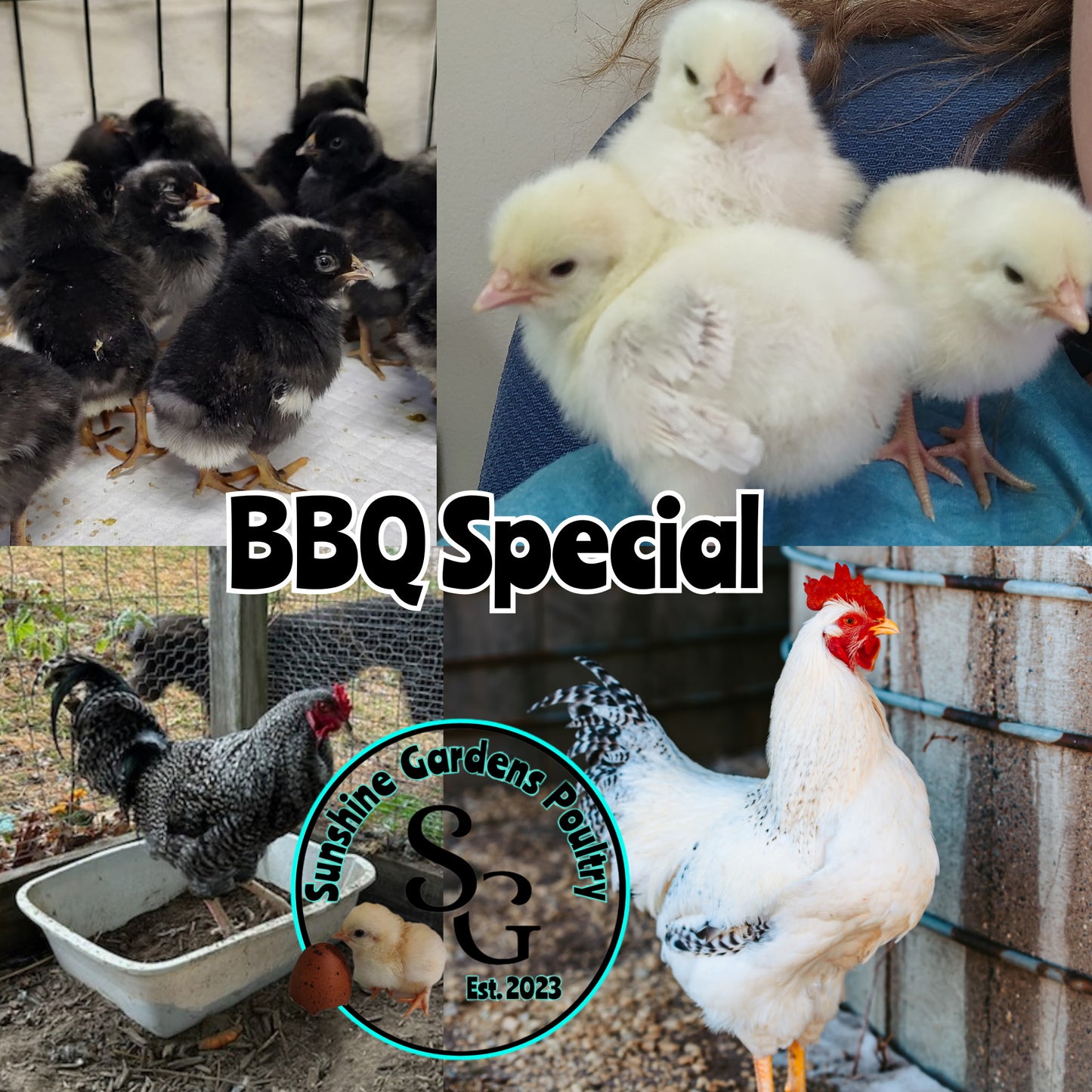 BBQ Special - Cockerels (males)