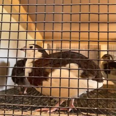 Hatching Eggs - Celadon (TRUE BLUE) Coturnix Quail, 1 dozen