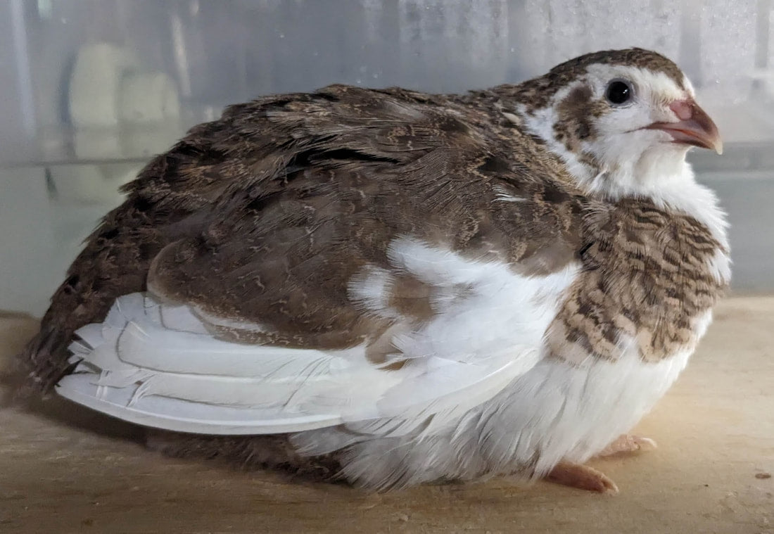 Hatching Eggs - Celadon (TRUE BLUE) Coturnix Quail, 1 dozen