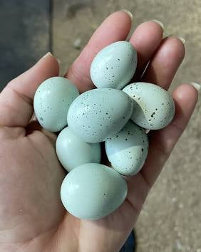 Hatching Eggs - Celadon (TRUE BLUE) Coturnix Quail, 1 dozen