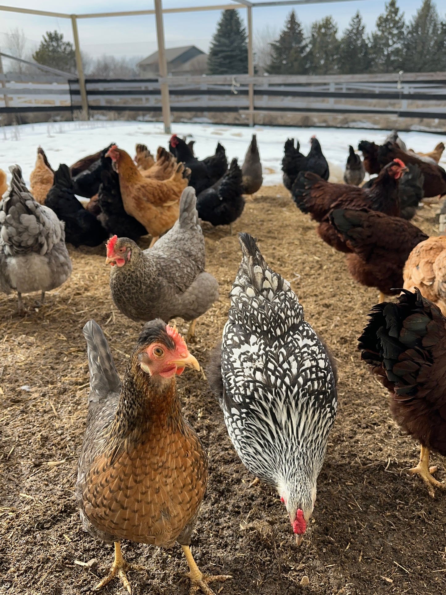 Chicken Eggs, 1 dozen - Farm To Table, Pasture Raised