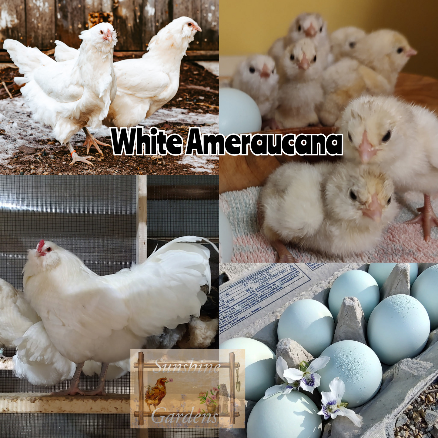 White Ameraucanas (purebred)