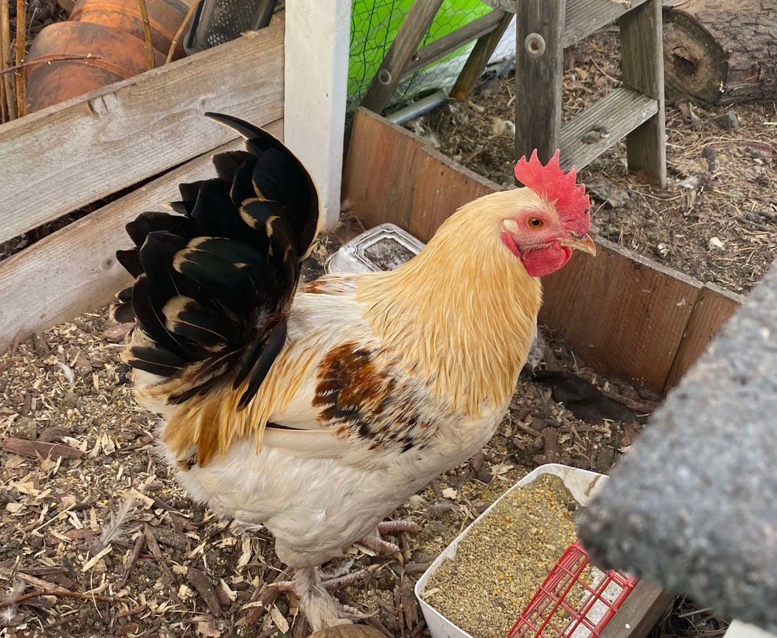 Rooster standing next to hens in a backyard flock — how to tell if your chicken is a rooster