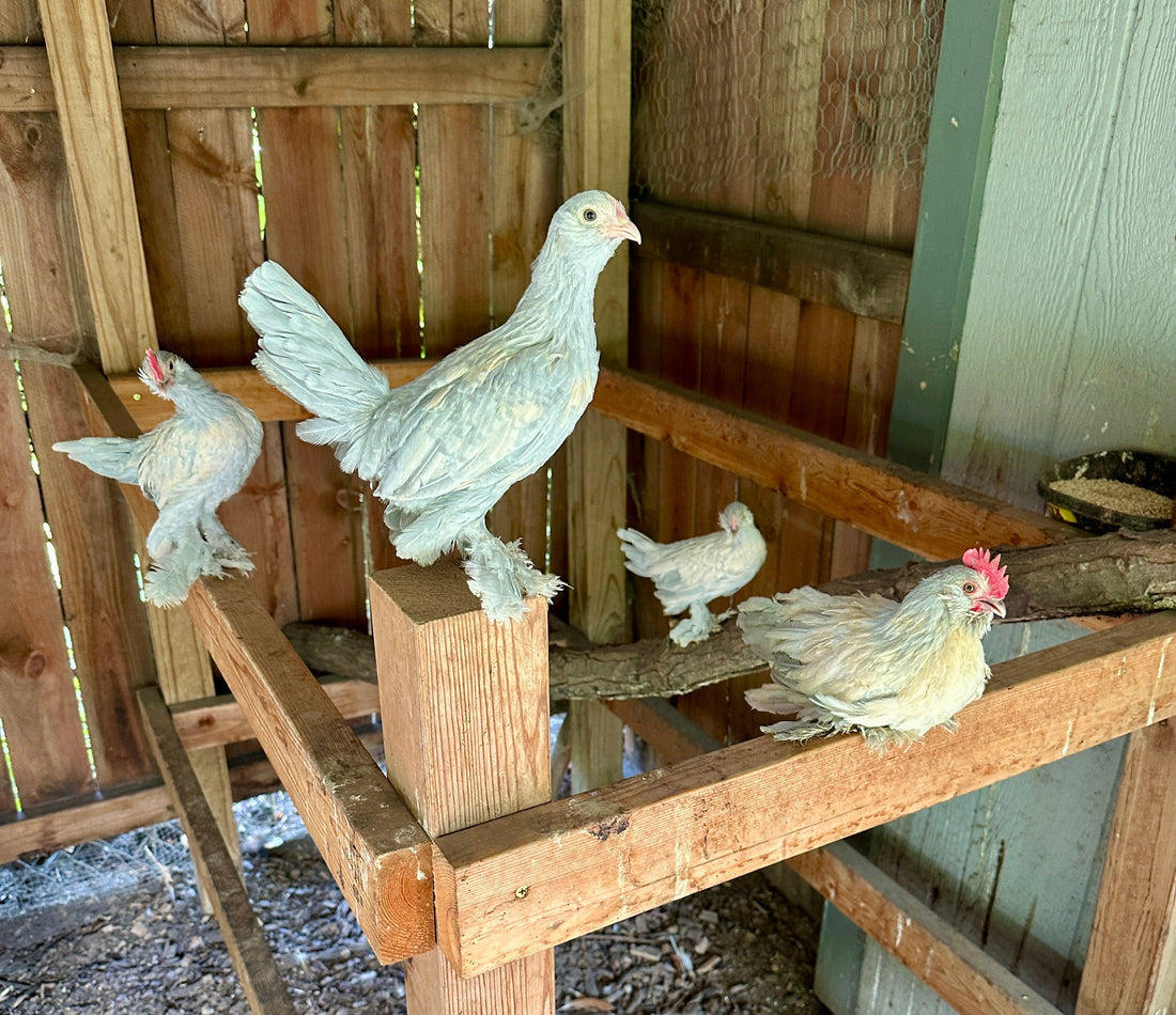 Raising Bantam Chickens: Everything You Need to Know