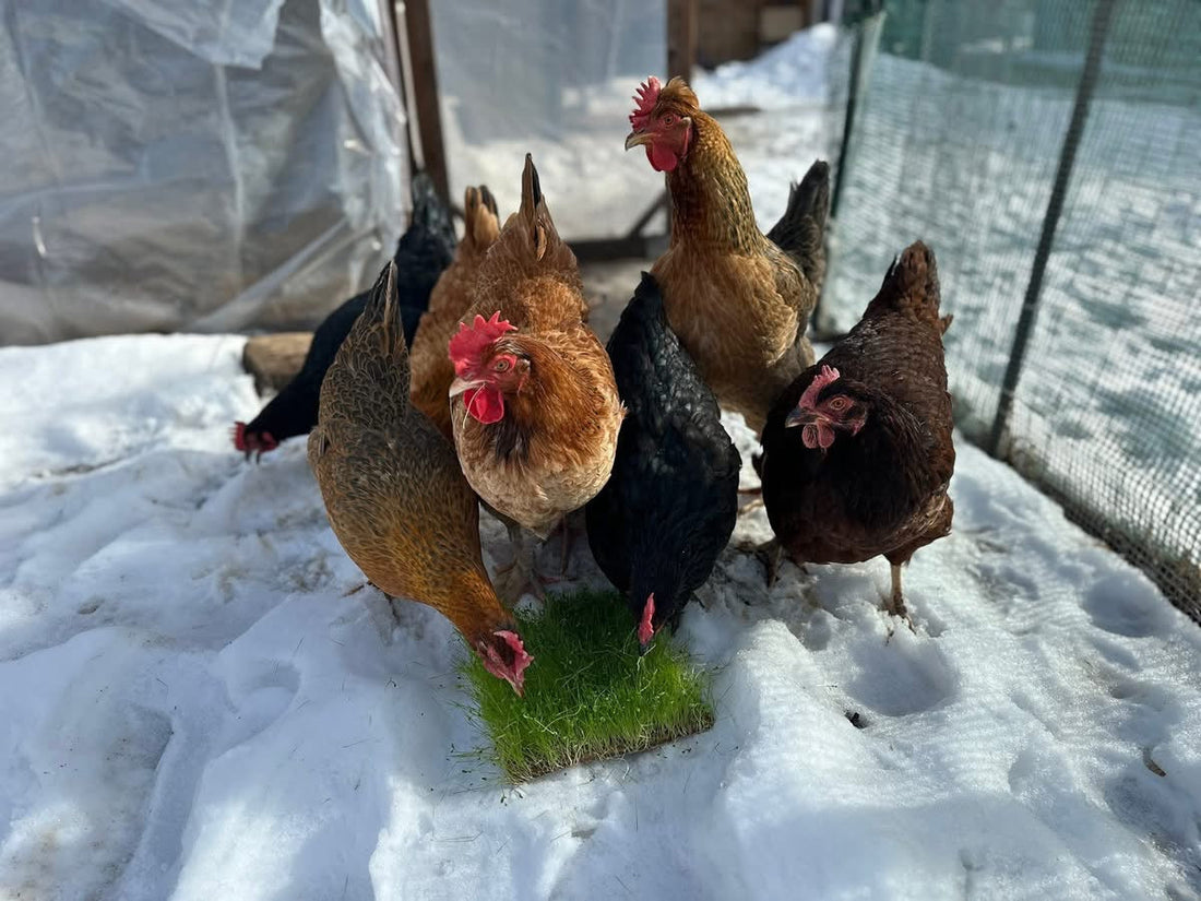 Winter Boredom Busters for Backyard Chickens