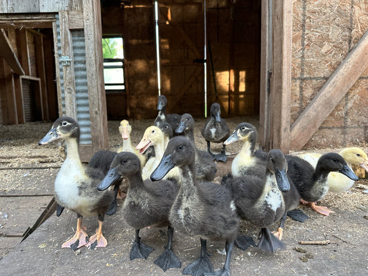 Feeding Ducks and Geese – Specialized Nutrition for Healthy Waterfowl