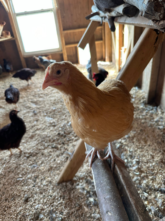 Understanding Medicated Feeds – Protecting Your Chicks from Disease