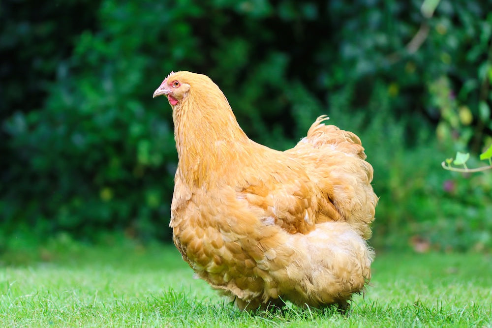 Best Egg-Laying Breeds for Urban Backyard Flocks