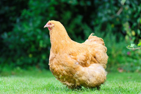 Best Egg-Laying Breeds for Urban Backyard Flocks