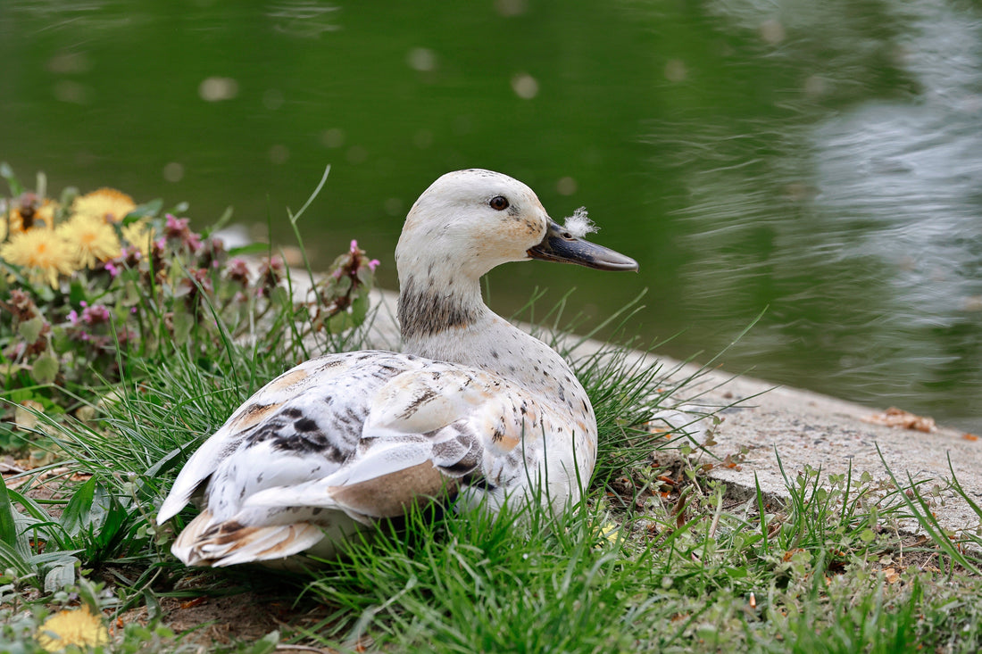 The Best Duck Breeds for Backyard Flocks (And What to Feed Them)