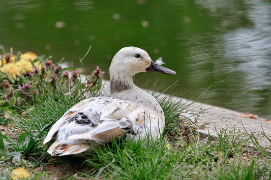 The Best Duck Breeds for Backyard Flocks (And What to Feed Them)
