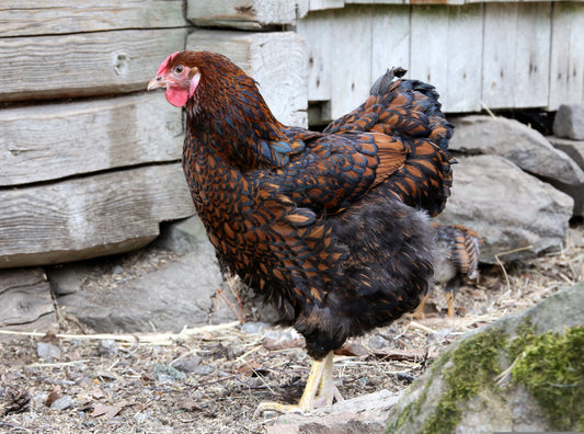 Best Dual-Purpose Chicken Breeds for Small Urban Farms in the Twin Cities