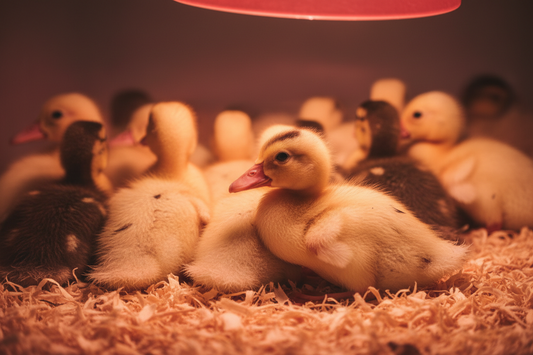 Duck & Goose Brooding Guide for Twin Cities Keepers