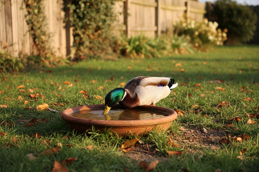Water Needs for Ducks & Geese: Drinking, Splashing, and Everything In Between