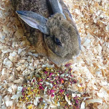 Rabbit Feed & Supplies