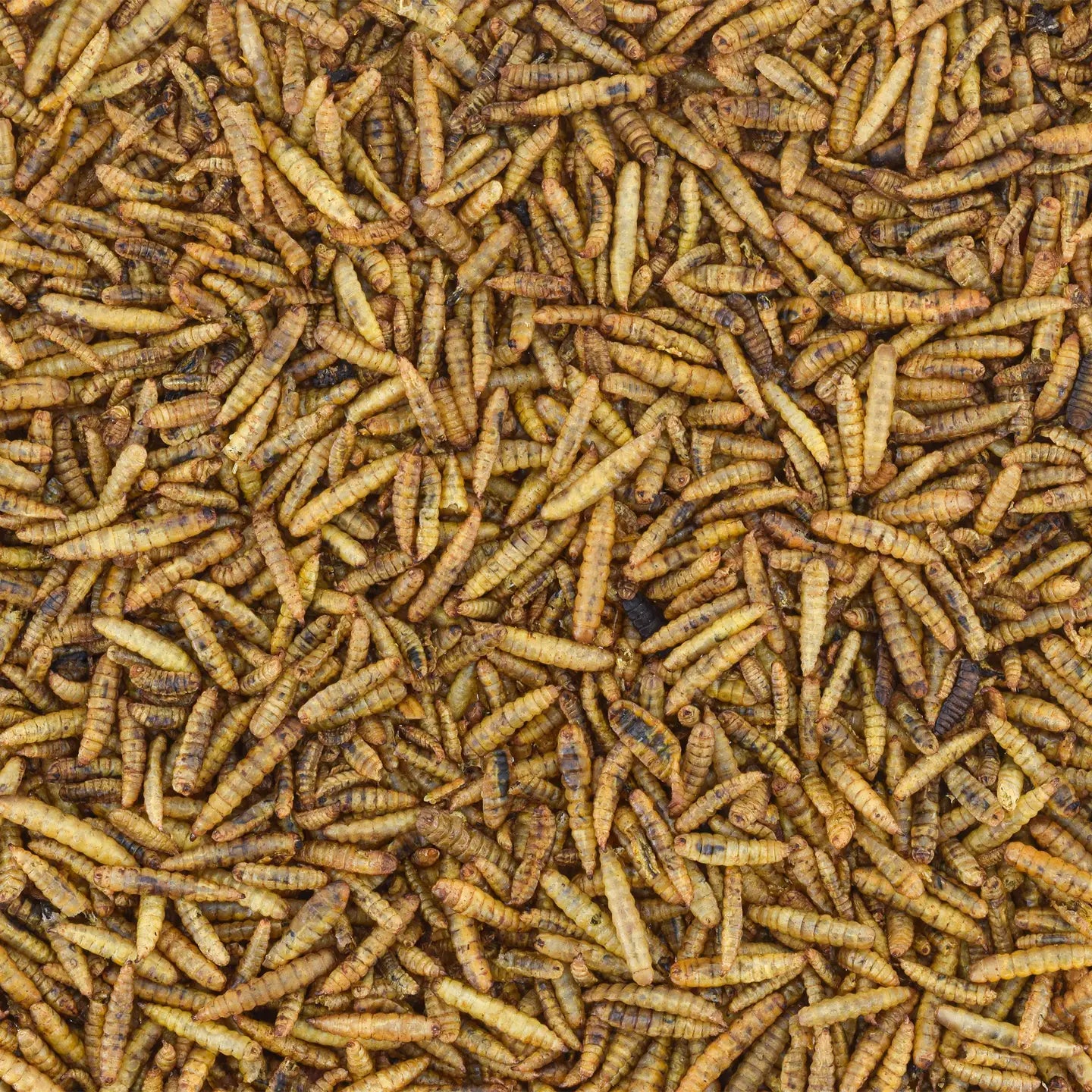 Poultry Treats & Seeds