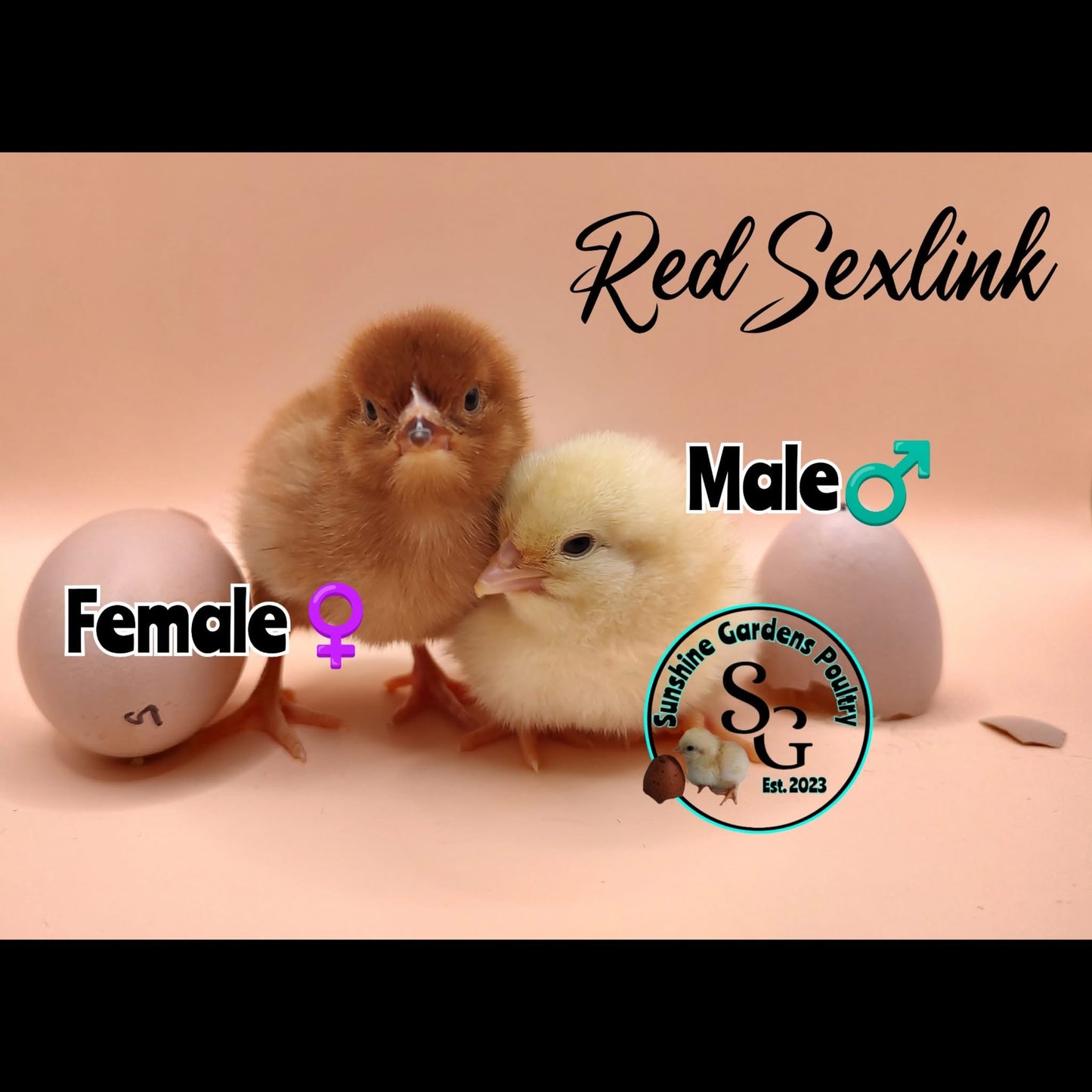 Red Sexlink - (Females)