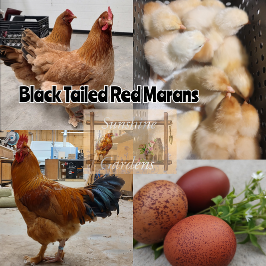 Black Tailed Red Marans - Straight Run