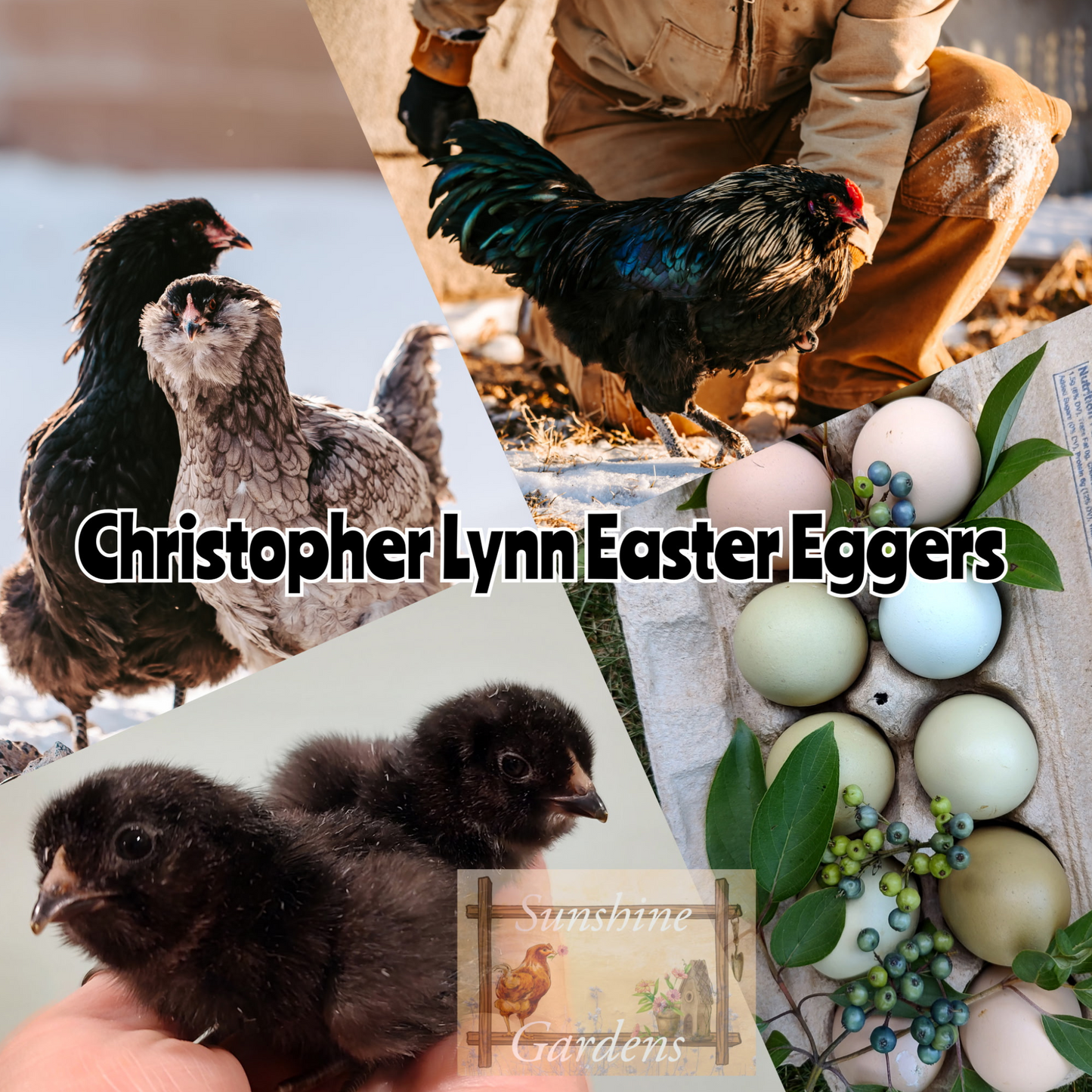 Christopher Lynn Easter Egger Chicks - Straight Run