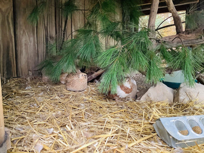 Straw Bales, Organic 40lbs - LIMITED OFFER