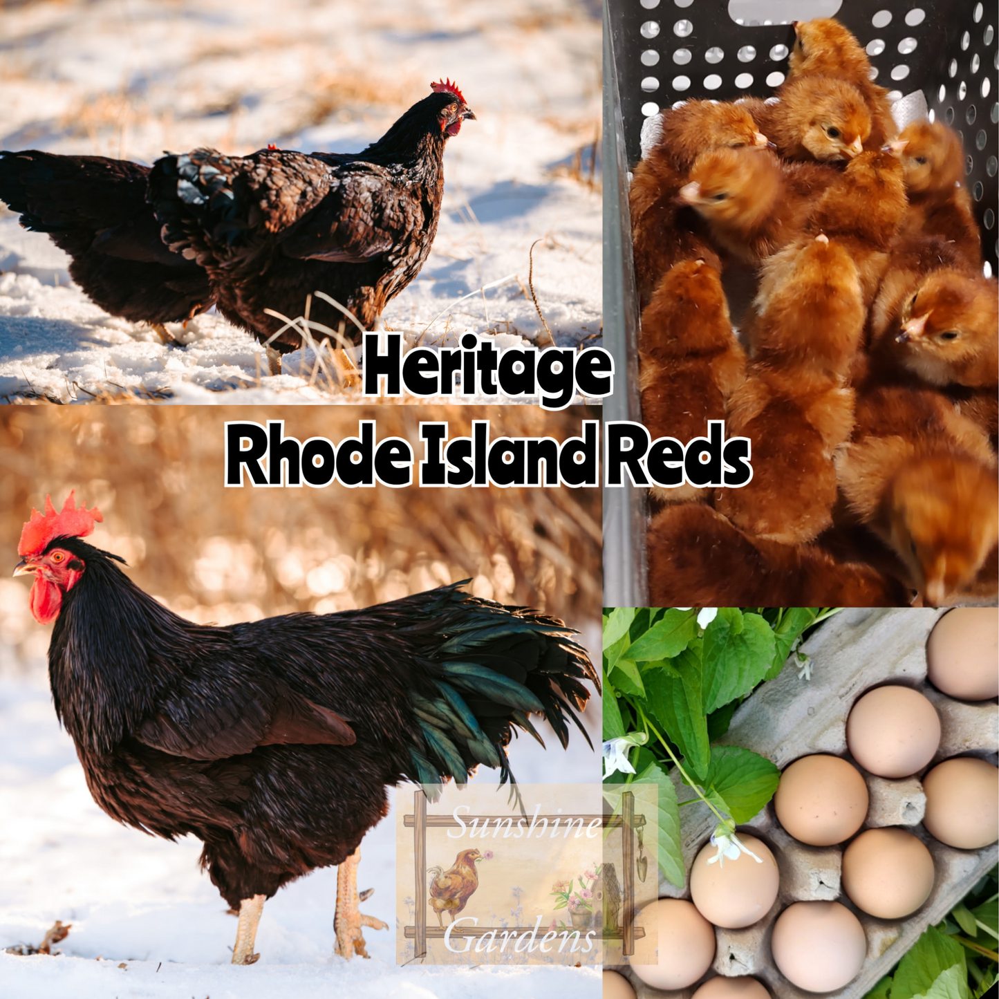 Rhode Island Reds, Heritage Breed - Straight Run