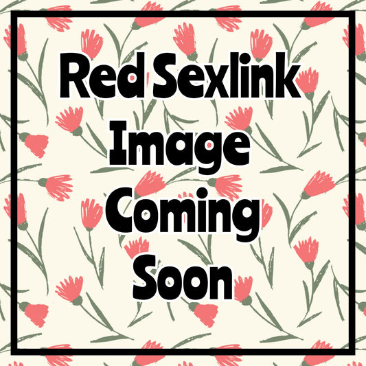 Red Sexlink - (Females)