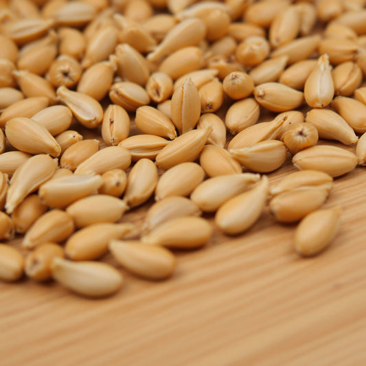 Luxemburg Feed Mill - Non-GMO Barley, 50Lbs