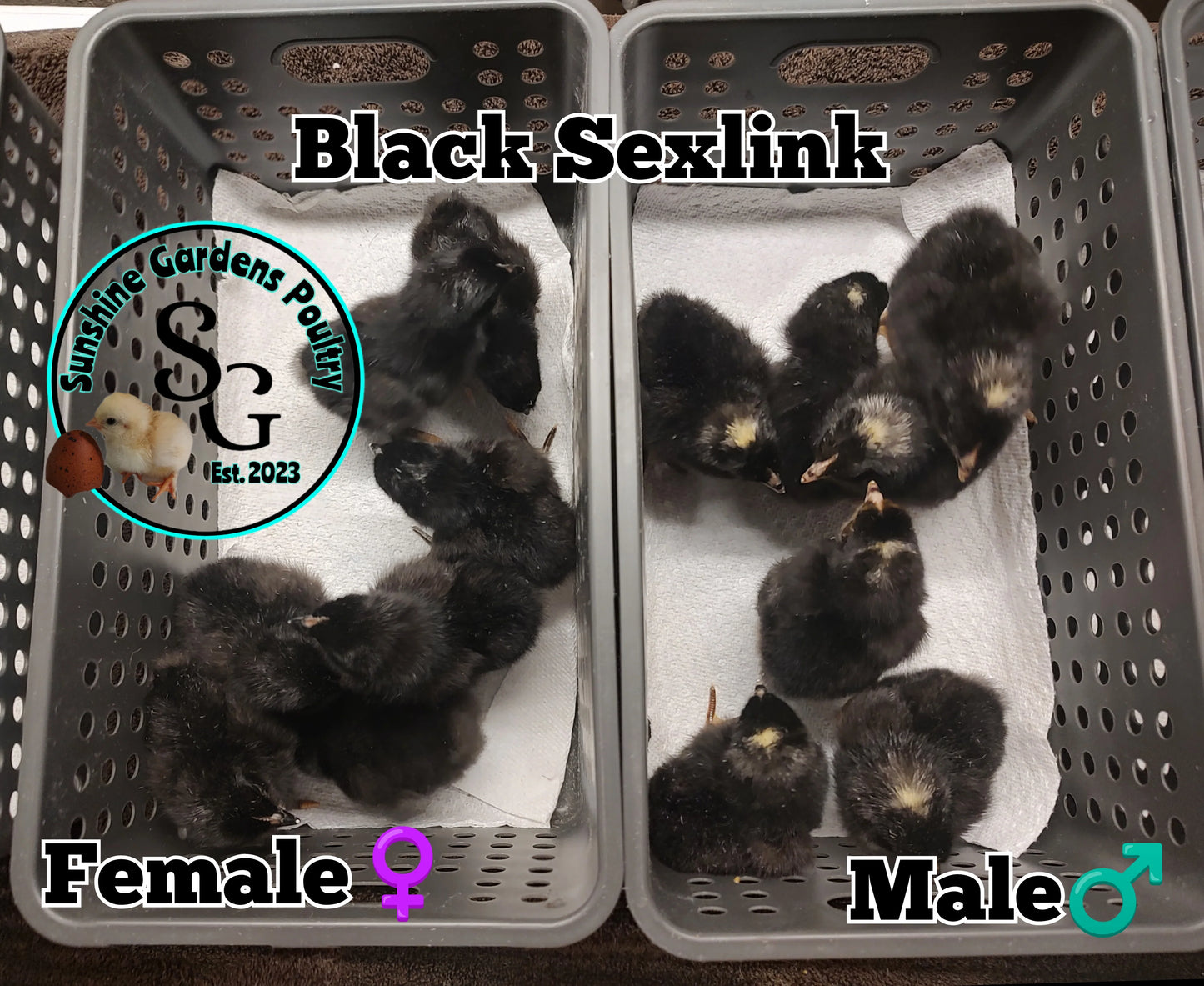 Black Sexlink - (Females)