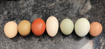 Chicken Eggs, 1 Dozen - Farm To Table, Pasture Raised