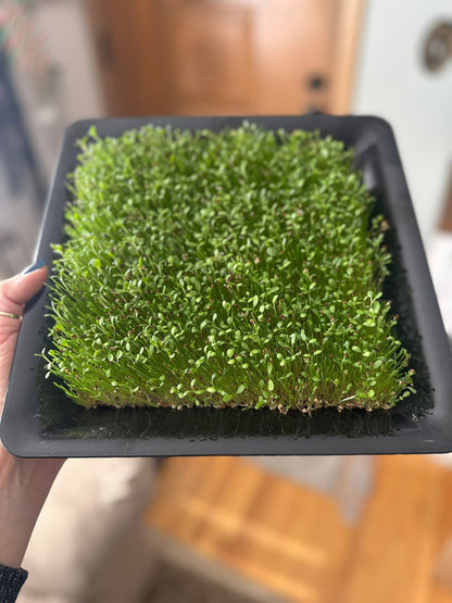 Urban Meadows Non-GMO Sprouting Seed Mix – Chicory, Wheat & Barley | Locally Sourced for Microgreens & Flock Fodder, 10g. One Serving