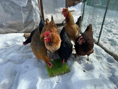 FarmerYou Micro-Green Kitchen Grow Kit – Reusable Tray, Natural Germination Pad & Clear Cover | Easy No-Dirt Microgreens