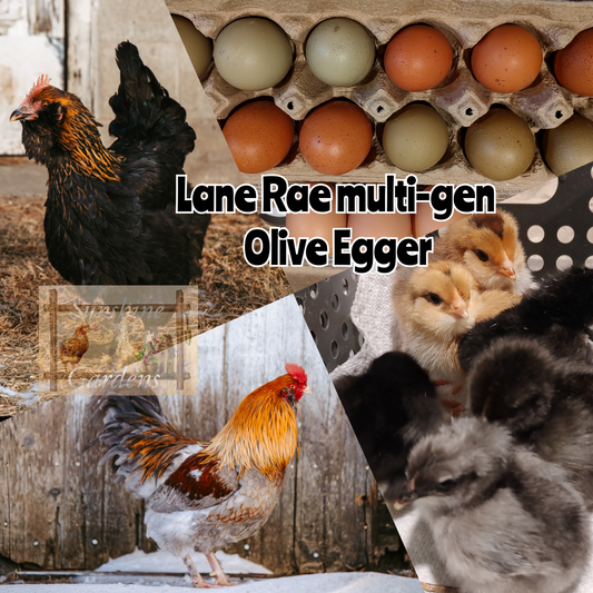 Lane Rae Olive Egger Chicks - Straight Run