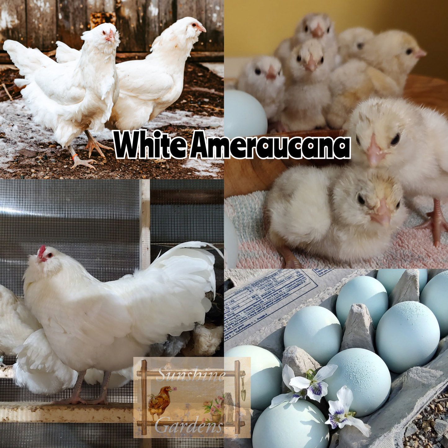 White Ameraucanas (purebred) - Straight Run