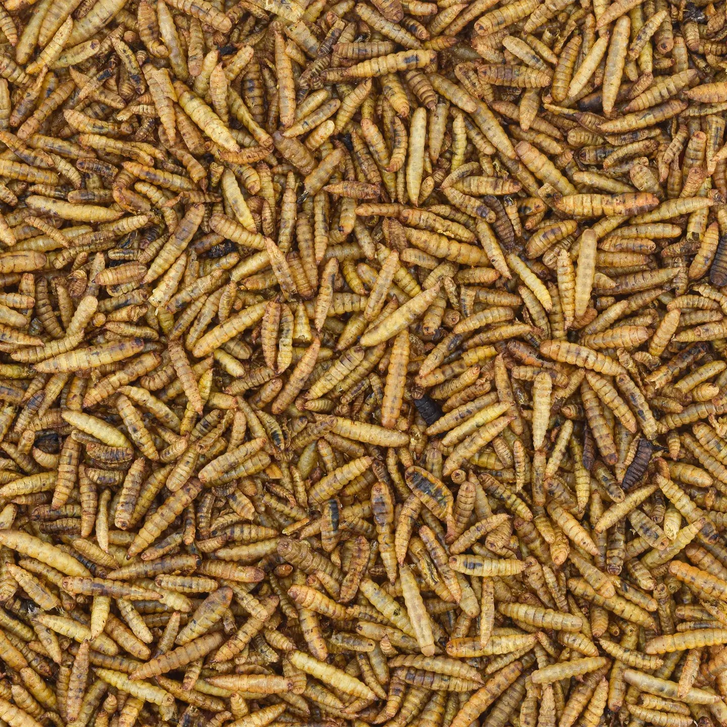 Non-GMO Dried Black Soldier Fly Larvae, 5lbs. image 0