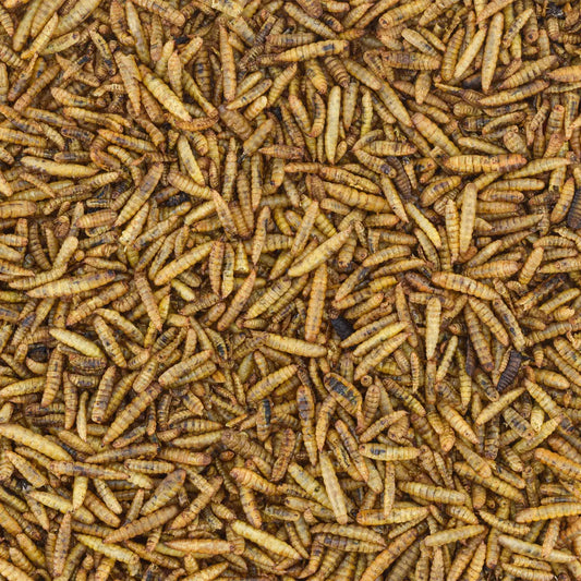 Non-GMO Dried Black Soldier Fly Larvae, 21oz. image 0