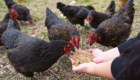 Heim's Feed Mill  - Chicken Scratch, 50lbs image 0