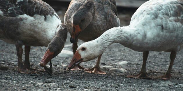 Duck & Goose Feed