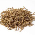 Non-GMO Dried Mealworms, 5lbs.